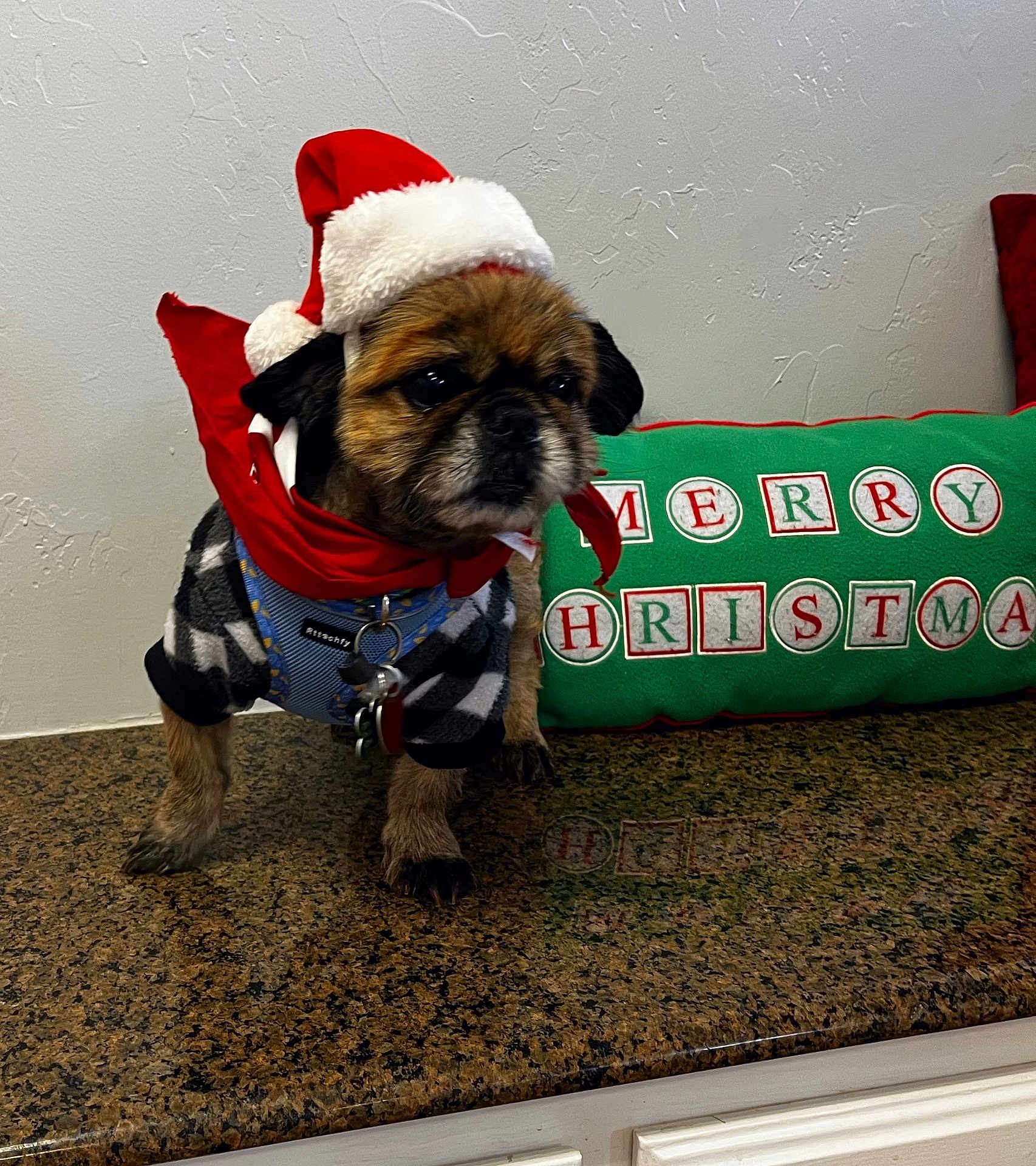 Mr. Wiggles joined the competition — help win amazing prizes! dog, santa_hat, christmas, holiday, pet, sweater, countertop, indoor, decor, festive, green_pillow, text, brown_dog, small_dog, animal, fur, cute, christmas_decor, holiday_season, portrait