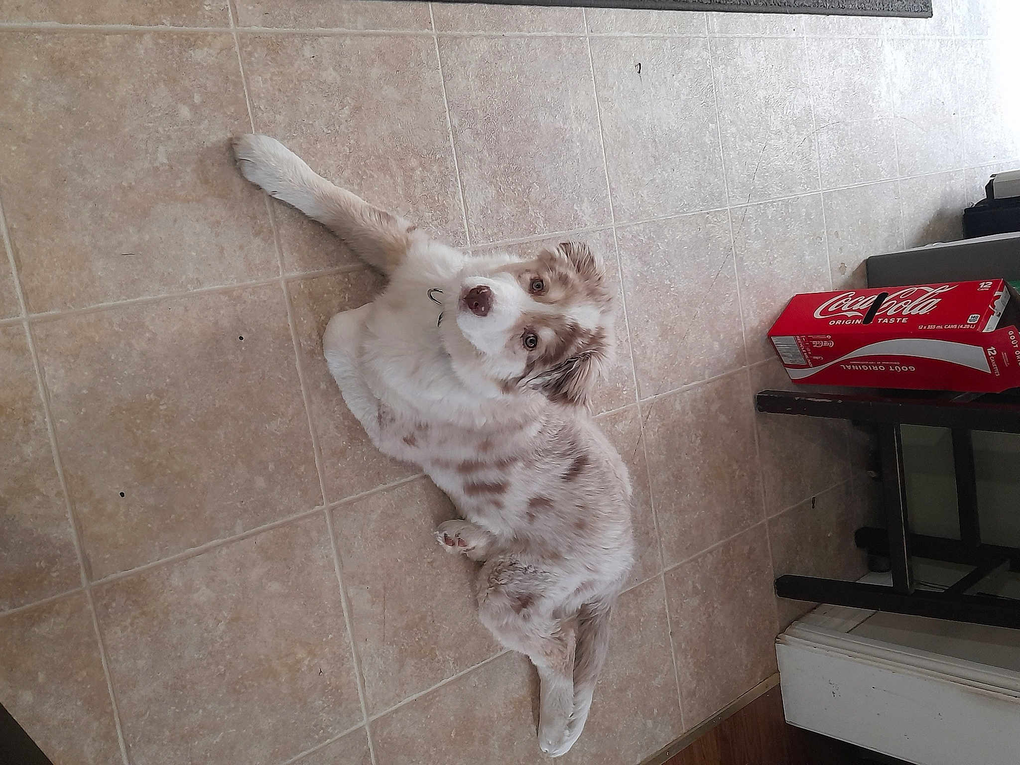 Bailey