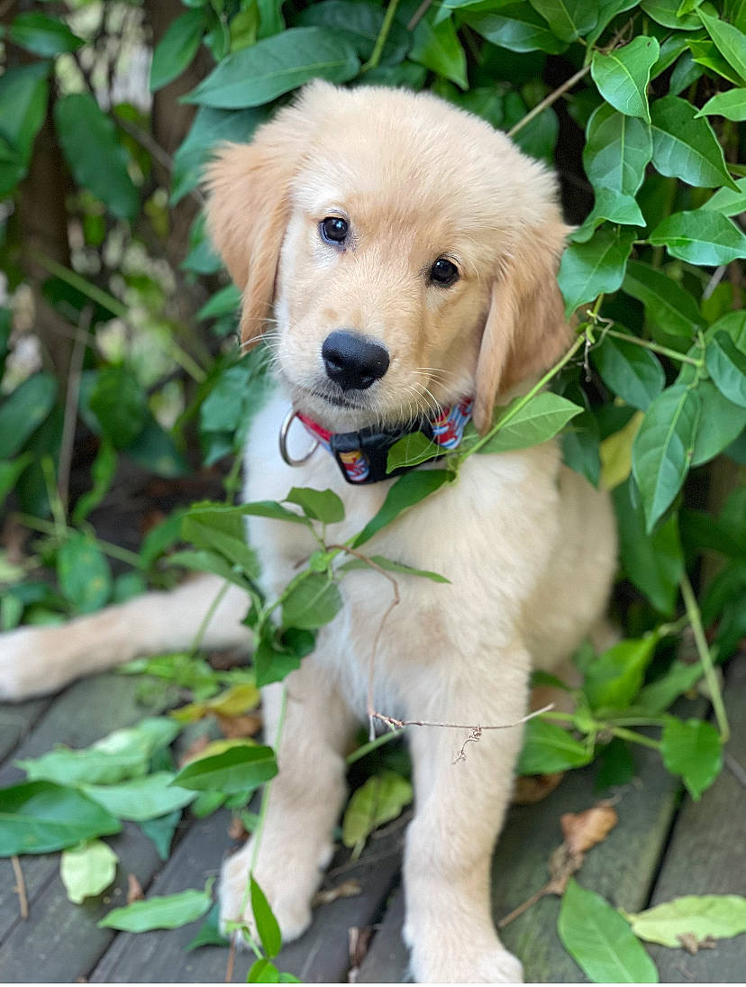 Gus joined the competition — help win amazing prizes! adventure, canidae, carnivore, companion_dog, dog, dog_breed, dog_collar, fawn, fur, grass, gun_dog, hunting_dog, labrador_retriever, plant, retriever, snout, sporting_group, tail, tree, wood