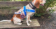 Remi is registered to the contest to win money with this photo: animal, bench, brown_and_white, bushes, canine, daylight, dog, dog_in_training, greenery, harness, leash, nature, outdoor, park, pet, service_dog, side_view, sitting, tag, wooden_bench