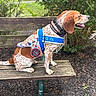 animal, bench, brown_and_white, bushes, canine, daylight, dog, dog_in_training, greenery, harness, leash, nature, outdoor, park, pet, service_dog, side_view, sitting, tag, wooden_bench
