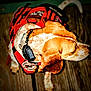 animal, brown_fur, canine, close_up, collar, dog, domestic_animal, ears, fur_pattern, leash_attachment, mammal, outdoor, patch, pet, red_harness, side_view, standing, tail, white_fur, wooden_floor