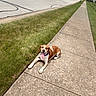 Remi joined the competition — help win amazing prizes! animal, brown, canine, collar, daylight, dog, grass, happy, leisure, nature, outdoor, pavement, pet, quiet, residential_area, sidewalk, summer, sunny, tongue_out, white