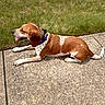 Remi is registered to the contest to win money with this photo: animal, brown, canine, collar, daytime, dog, friendly, grass, mammal, nature, outdoor, panting, pet, relaxing, resting, sidewalk, summer, sunny, tongue, white