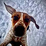 animal, background, brown, canine, close_up, curious, dog, ears, face, fur, looking, nature, outdoor, pet, playful, portrait, snow, spotted, white, winter