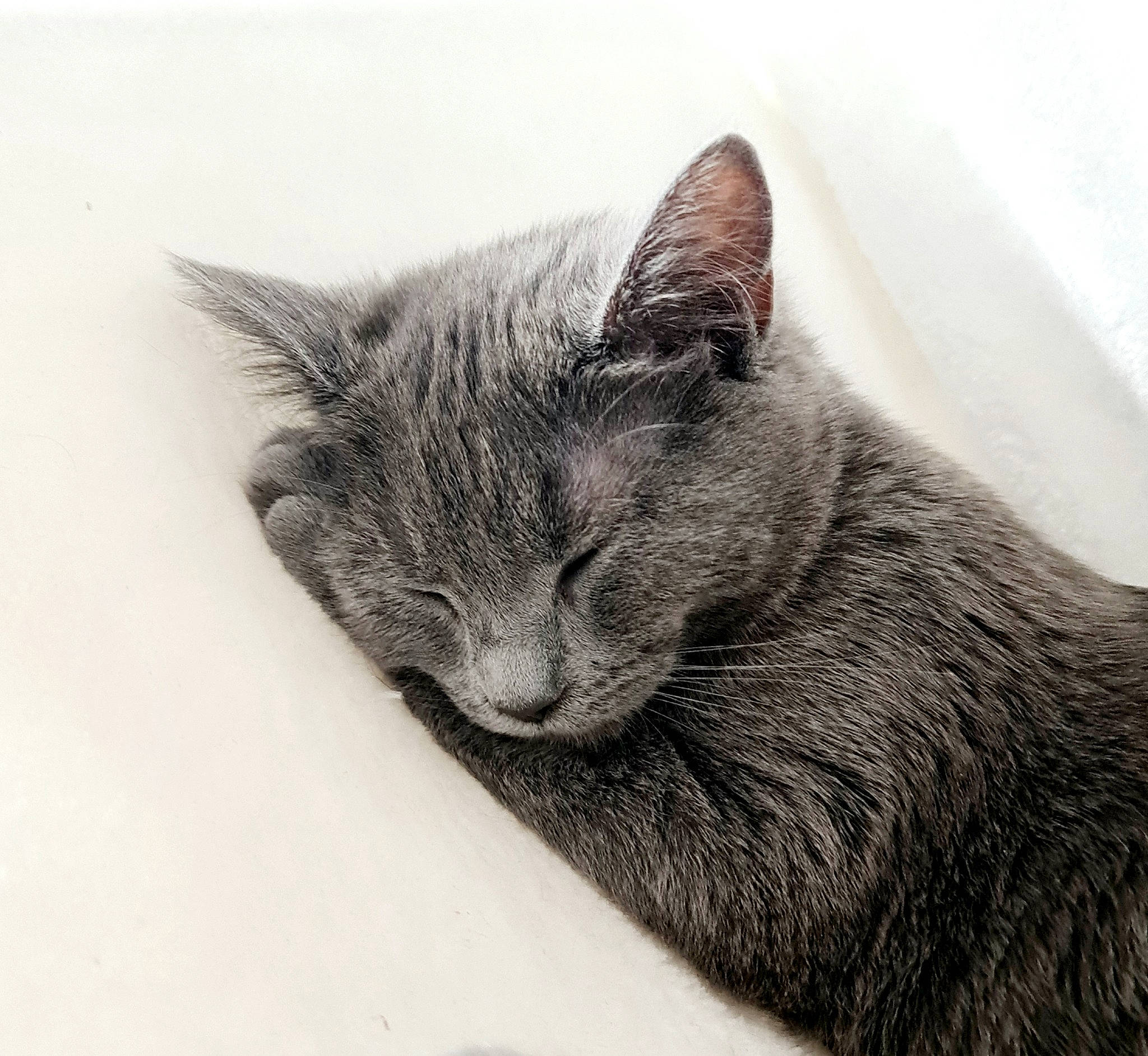 Roxy is registered to the contest to win money with this photo: black_cat, carnivore, cat, comfort, domestic_short_haired_cat, ear, felidae, fur, grey, monochrome, monochrome_photography, nap, paw, russian_blue, sleep, small_to_medium_sized_cats, snout, tail, terrestrial_animal, whiskers