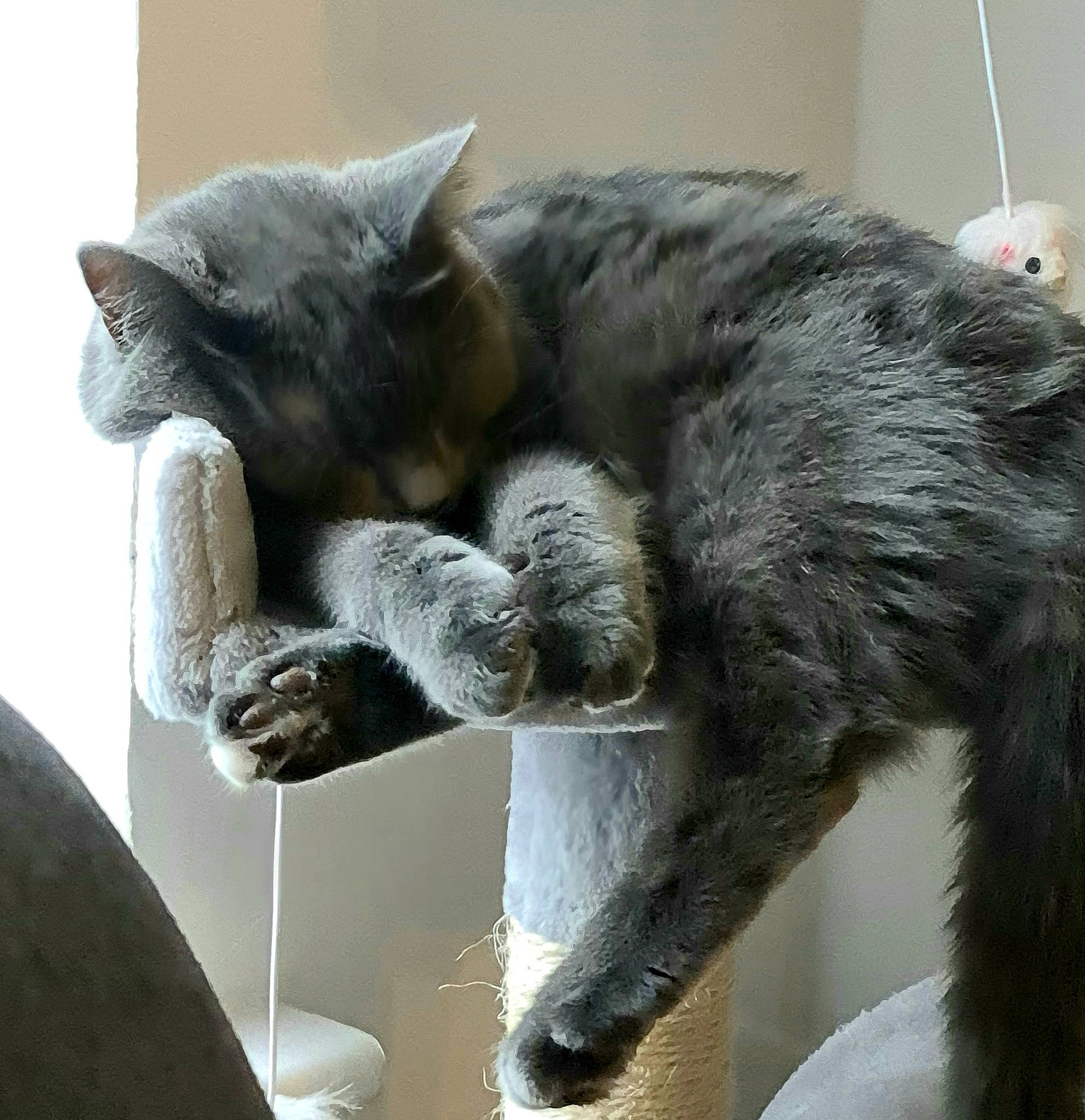 Roxy joined the competition — help win amazing prizes! carnivore, cat, cat_supply, claw, comfort, domestic_short_haired_cat, felidae, fur, grey, paw, russian_blue, small_to_medium_sized_cats, snout, tail, terrestrial_animal, whiskers, window