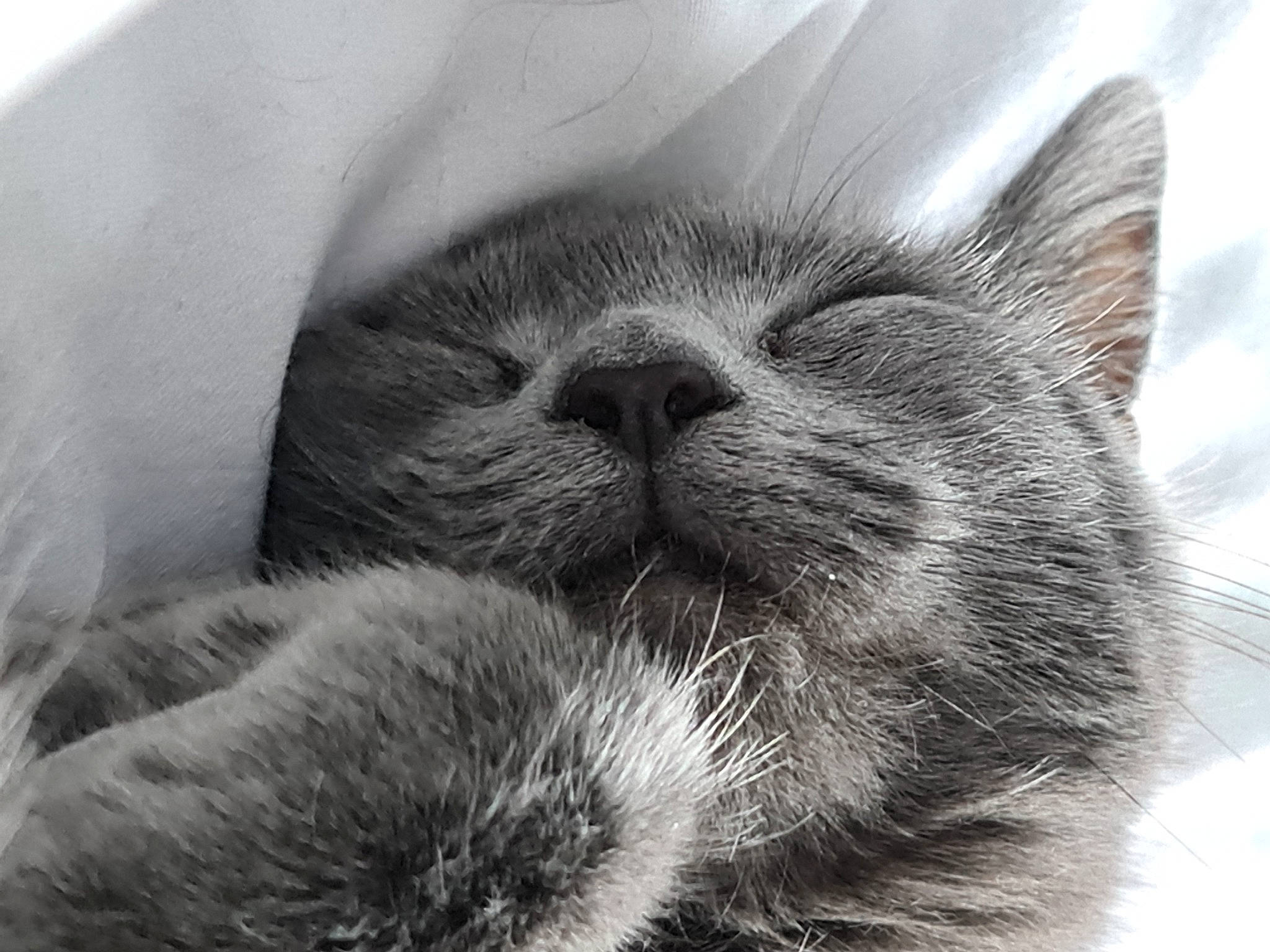 Roxy joined the competition — help win amazing prizes! carnivore, cat, close_up, comfort, domestic_short_haired_cat, felidae, fur, grey, monochrome, monochrome_photography, nap, paw, selfie, sky, sleep, small_to_medium_sized_cats, style, terrestrial_animal, whiskers, wildlife