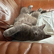 Roxy is registered to the contest to win money with this photo: cat, gray_cat, sleeping, relaxed, couch, leather, furniture, indoor, pet, fur, whiskers, paws, cozy, home, nap, cute, animal, domestic_cat, resting, comfort
