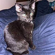 Midnight is registered to the contest to win money with this photo: animal, black_cat, blanket, cozy, cute, domestic_cat, ears, figurines, fur, furniture, home, indoor, kitten, pet, shelf, sitting, tail, toy, whiskers, young_cat