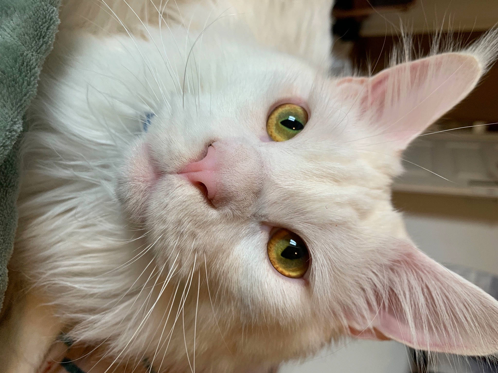 Pops participe au concours pour gagner de l'argent avec cette photo : carnivore, cat, close_up, domestic_short_haired_cat, ear, felidae, fur, head, small_to_medium_sized_cats, snout, whiskers