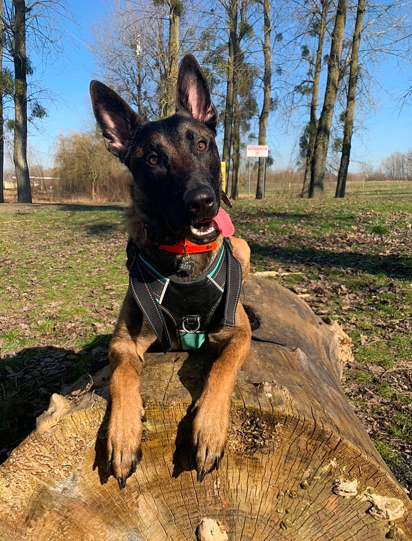 Naskko a rejoint le concours — aidez-le/la à gagner de superbes lots ! adventure, canidae, carnivore, collar, companion_dog, dog, dog_breed, dog_collar, dog_supply, fawn, grass, guard_dog, plant, recreation, sky, snout, tree, wood, working_animal, working_dog