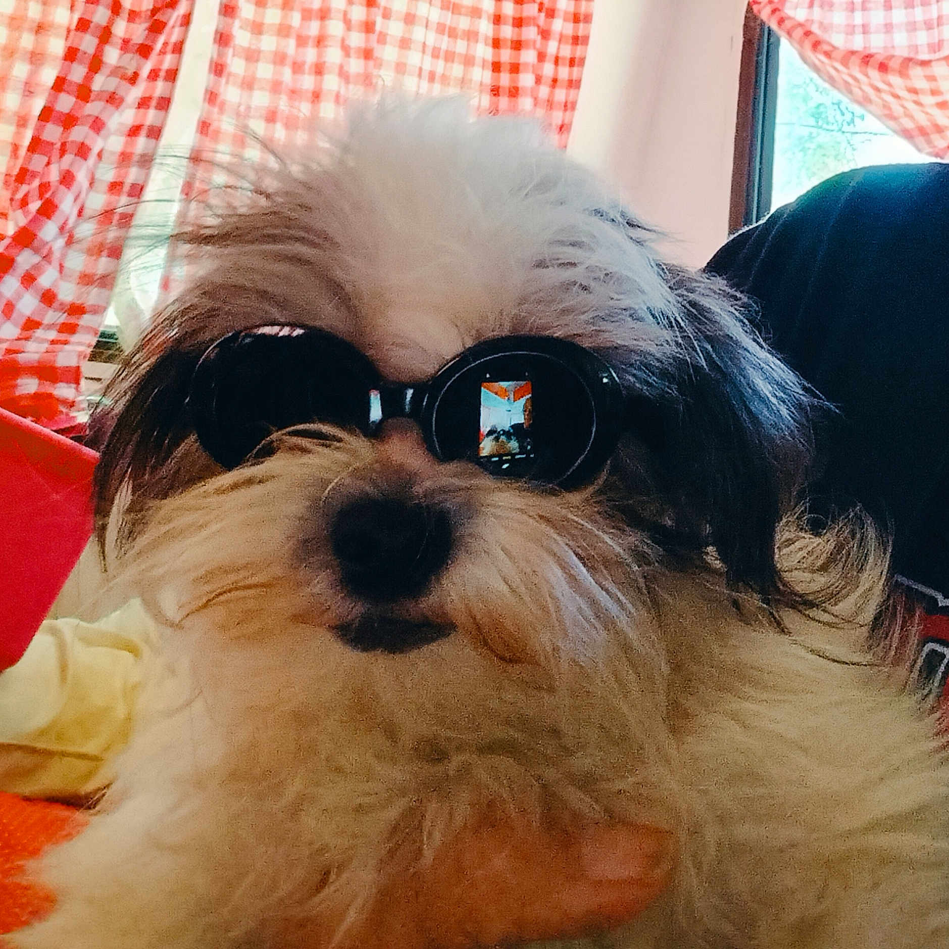 Bruno is registered to the contest to win money with this photo: dog, sunglasses, indoor, curtains, window, reflection, fluffy, pet, animal, fur, black, white, red, checkered, casual, cozy, portrait, closeup, cute, relaxed