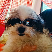 Brunu is registered to the contest to win money with this photo: dog, sunglasses, indoor, fluffy, pet, red_curtains, checkered_pattern, window, reflection, portrait, cute, animal, furry, closeup, cozy, casual, relaxed, domestic, companion, funny