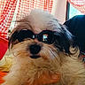 dog, sunglasses, indoor, fluffy, pet, red_curtains, checkered_pattern, window, reflection, portrait, cute, animal, furry, closeup, cozy, casual, relaxed, domestic, companion, funny