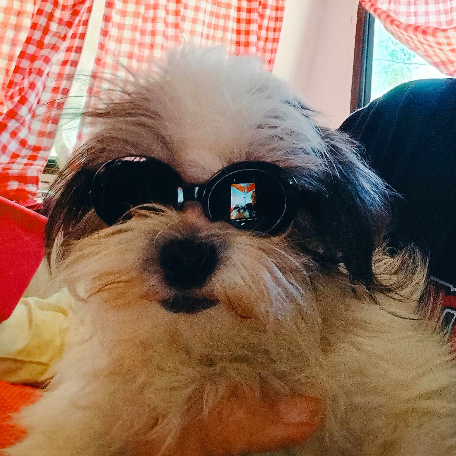 Brunu