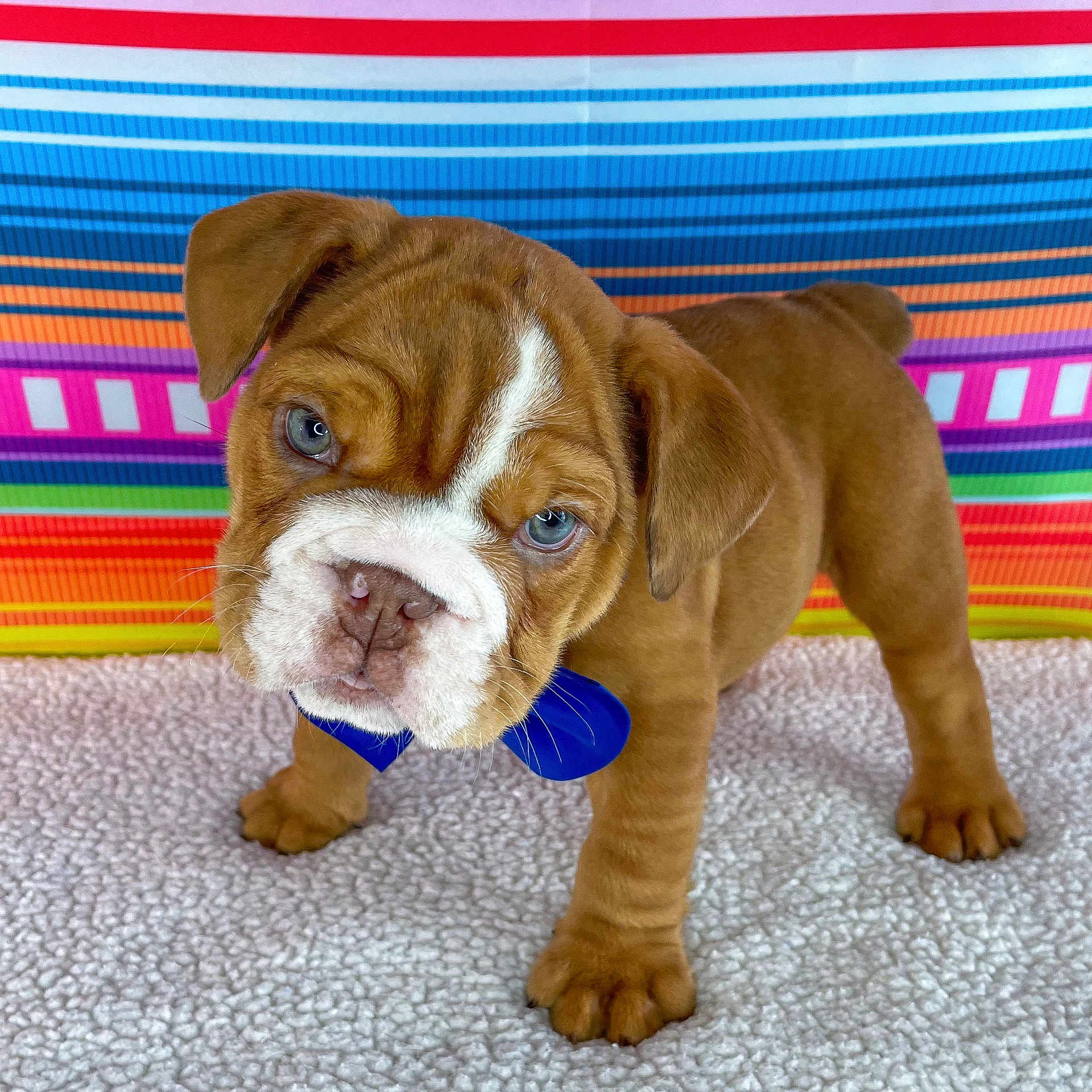 Diesel is registered to the contest to win money with this photo: animal, blue_eyes, bow_tie, bulldog, closeup, colorful_background, cute, dog, ears, fur, indoor, paws, pet, portrait, puppy, soft_surface, standing, striped_background, whiskers, young