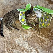 Bande is registered to the contest to win money with this photo: cat, tabby, pet, animal, indoor, carpet, fabric, green, polka_dot, curious, resting, playful, fur, whiskers, ears, paws, tail, striped, mammal, domestic