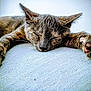 Aya participe au concours pour gagner de l'argent avec cette photo : cat, sleeping, paw, fur, closeup, relaxation, cozy, animal, pet, domestic, whiskers, mammal, rest, cute, indoor, feline, soft, texture, nap, peaceful