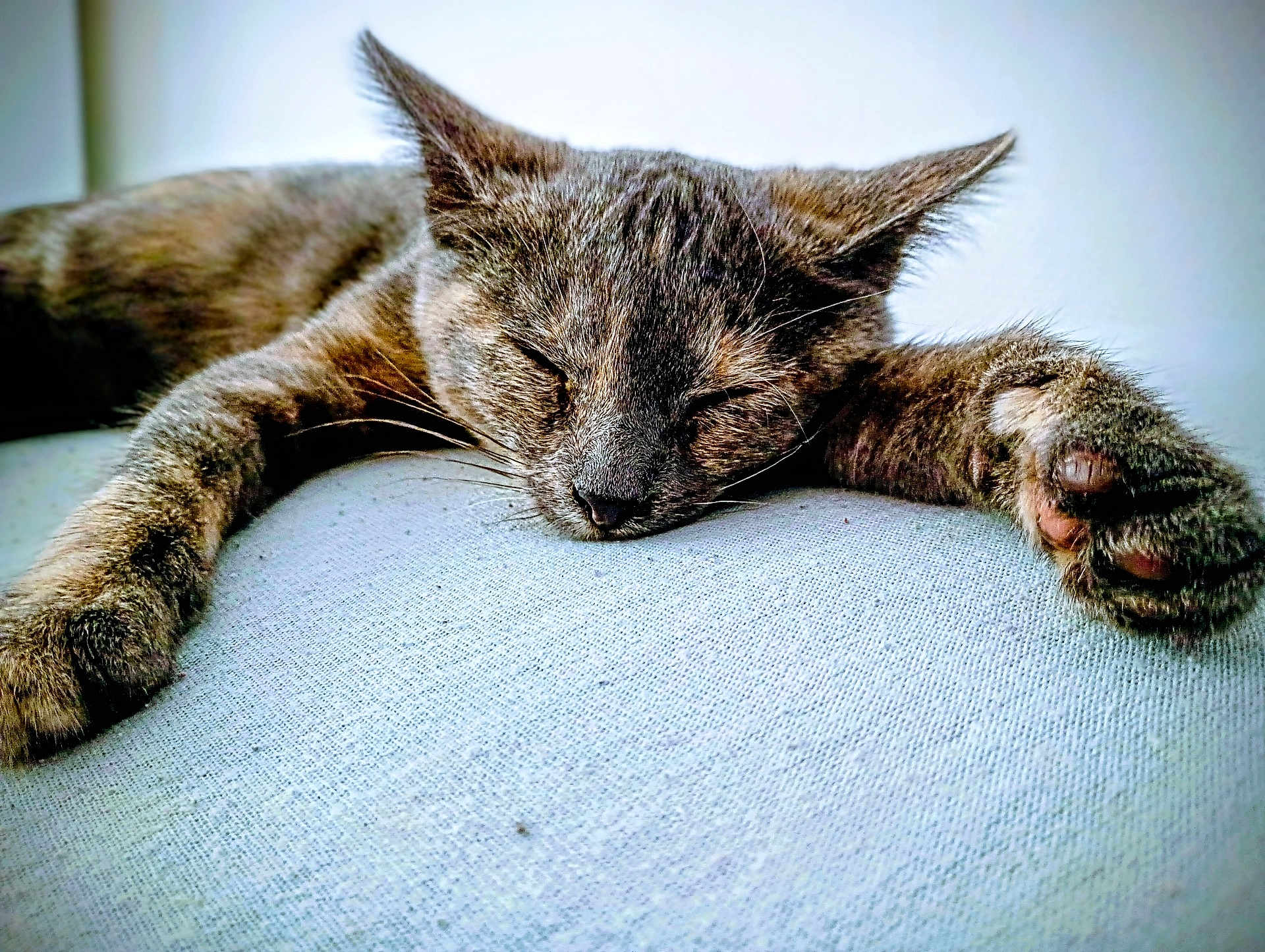 Aya participe au concours pour gagner de l'argent avec cette photo : cat, sleeping, paw, fur, closeup, relaxation, cozy, animal, pet, domestic, whiskers, mammal, rest, cute, indoor, feline, soft, texture, nap, peaceful