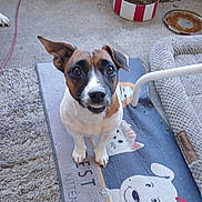 Dixie is registered to the contest to win money with this photo: carpet, close_up, curiosity, dog, dog_bed, ears, expression, eyes, face, floor, food_bowl, home, indoor, looking_up, mat, paws, pet, portrait, rug, teeth