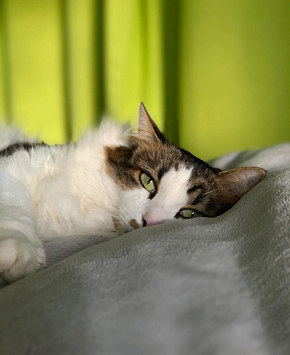 Mya a rejoint le concours — aidez-le/la à gagner de superbes lots ! aegean_cat, carnivore, cat, domestic_short_haired_cat, ear, european_shorthair, eye, felidae, fur, kitten, nap, norwegian_forest_cat, sleep, small_to_medium_sized_cats, snout, tabby_cat, whiskers