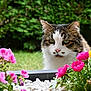 cat, feline, pet, tabby, closeup, portrait, flowers, pink_flowers, yellow_flower, garden, outdoor, greenery, grass, planter, white_stones, whiskers, ears, eyes, curious, nature