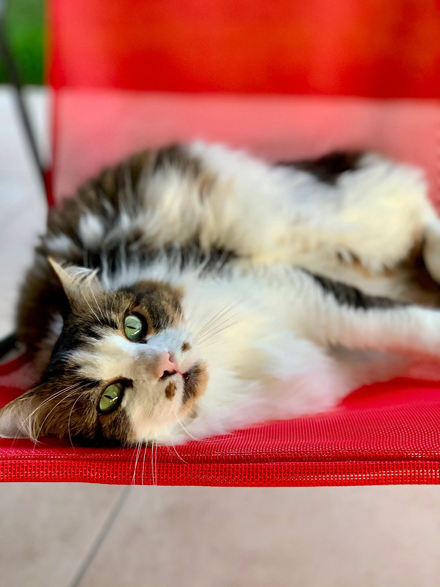 Mya participe au concours pour gagner de l'argent avec cette photo : american_shorthair, carnivore, cat, felidae, kitten, mammal, norwegian_forest_cat, paw, persian, polydactyl_cat, small_to_medium_sized_cats, snout, tabby_cat, whiskers