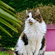 Mya participe au concours pour gagner de l'argent avec cette photo : cat, longhair_cat, feline, pet, whiskers, green_eyes, fluffy_fur, sitting, portrait, garden, grass, potted_plant, pink_pot, hedge, leaves, outdoor, nature, curious, paw, closeup