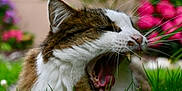 Mya participe au concours pour gagner de l'argent avec cette photo : cat, tabby, white_fur, whiskers, fangs, yawning, tongue, close_up, green_grass, pink_flowers, garden, outdoor, shallow_depth_of_field, blurred_background, nose, ear, mouth_open, pet, feline, animal