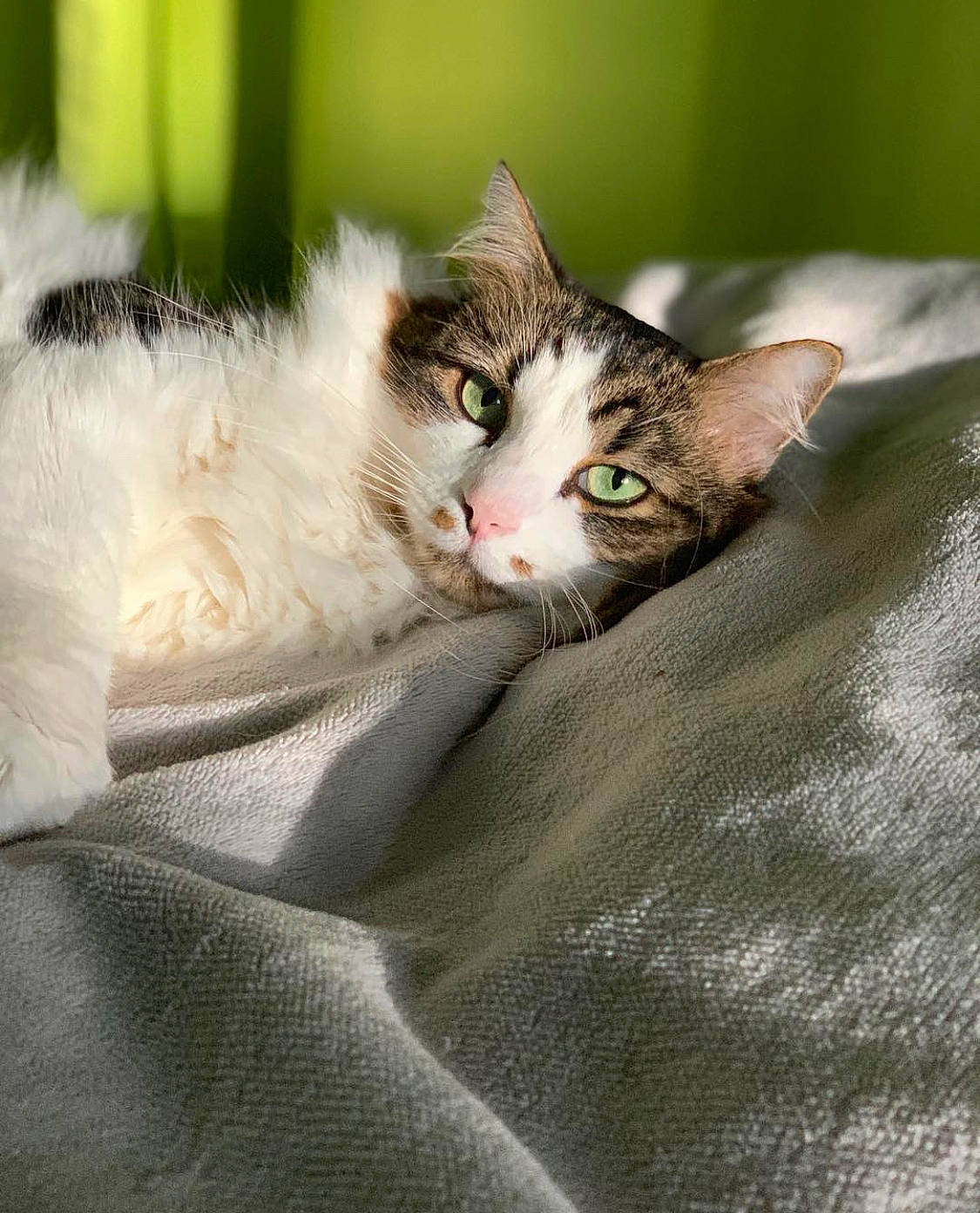 Mya a rejoint le concours — aidez-le/la à gagner de superbes lots ! aegean_cat, american_wirehair, carnivore, cat, domestic_short_haired_cat, european_shorthair, eye, felidae, fur, grass, kitten, mammal, norwegian_forest_cat, small_to_medium_sized_cats, snout, tabby_cat, tree, whiskers, wildlife