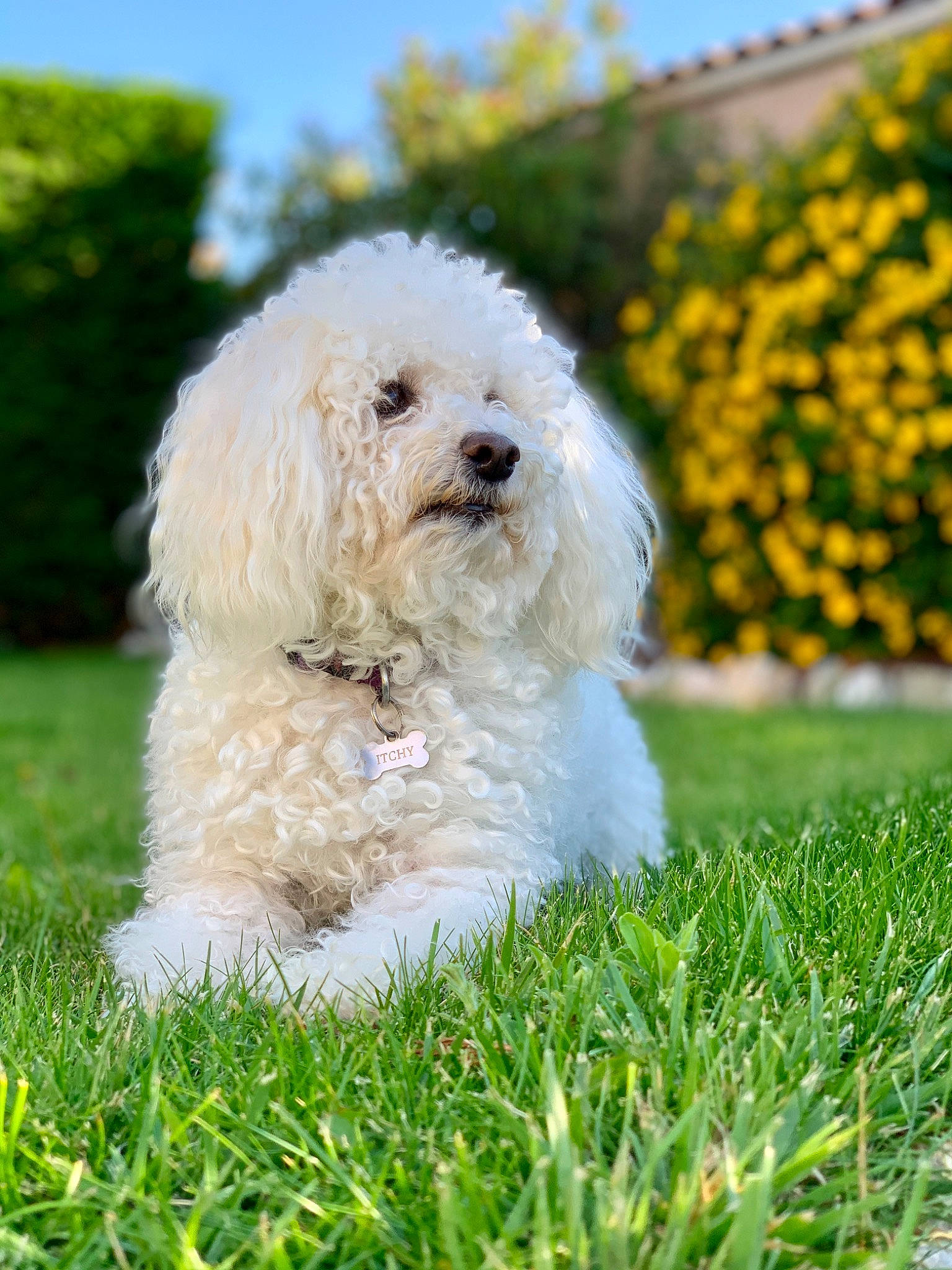 Itchy participe au concours pour gagner de l'argent avec cette photo : bichon, bichon_frise, bolognese, bolonka, canidae, carnivore, companion_dog, coton_de_tulear, dog, dog_breed, grass, havanese, maltepoo, maltese, mammal, non_sporting_group, terrier, toy_dog, toy_poodle, vertebrate
