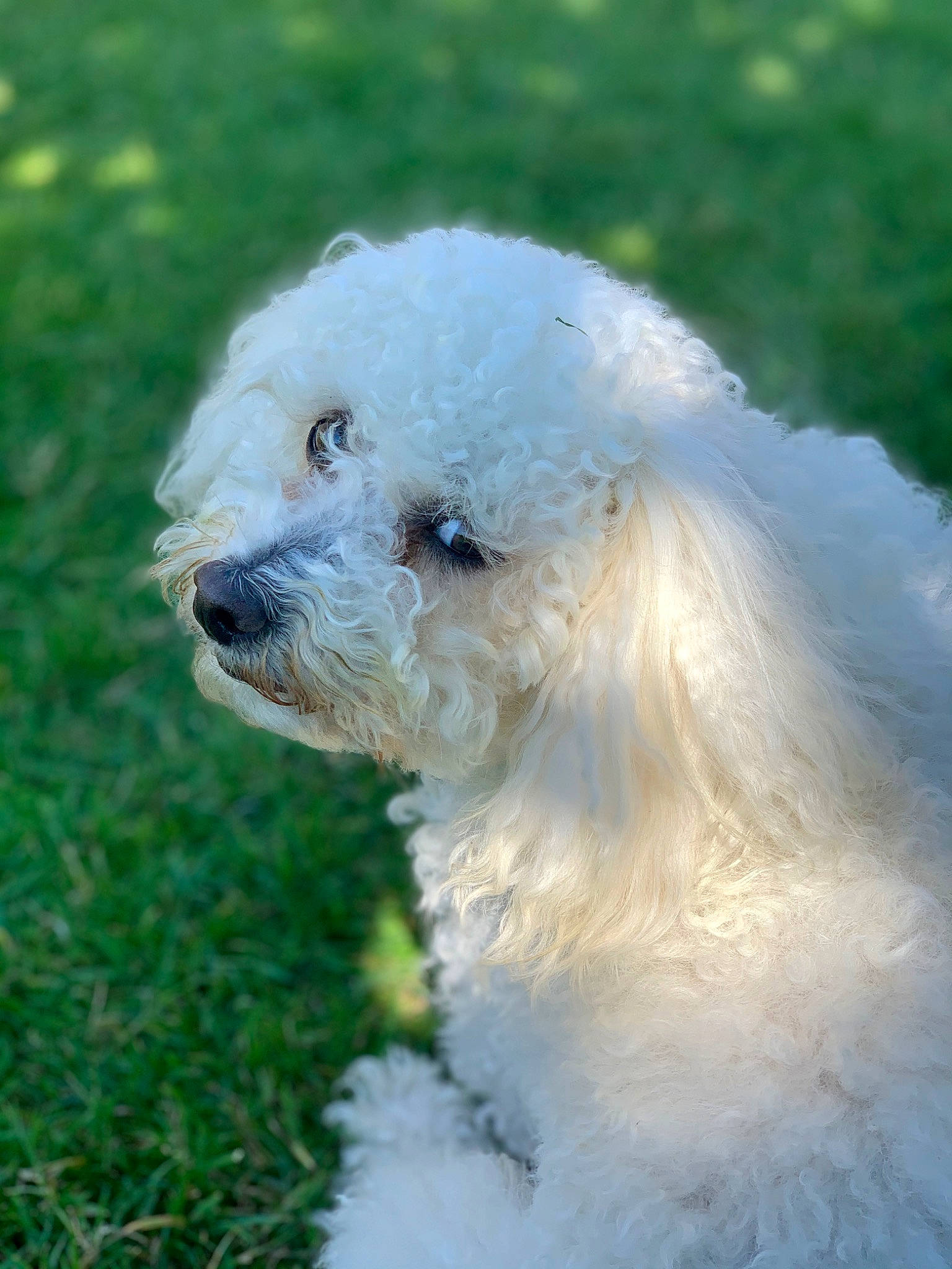 Itchy participe au concours pour gagner de l'argent avec cette photo : bichon, bichon_frise, bolognese, bolonka, canidae, carnivore, companion_dog, dog, dog_breed, havanese, maltepoo, maltese, mammal, miniature_poodle, non_sporting_group, poodle, poodle_crossbreed, terrier, toy_poodle, vertebrate