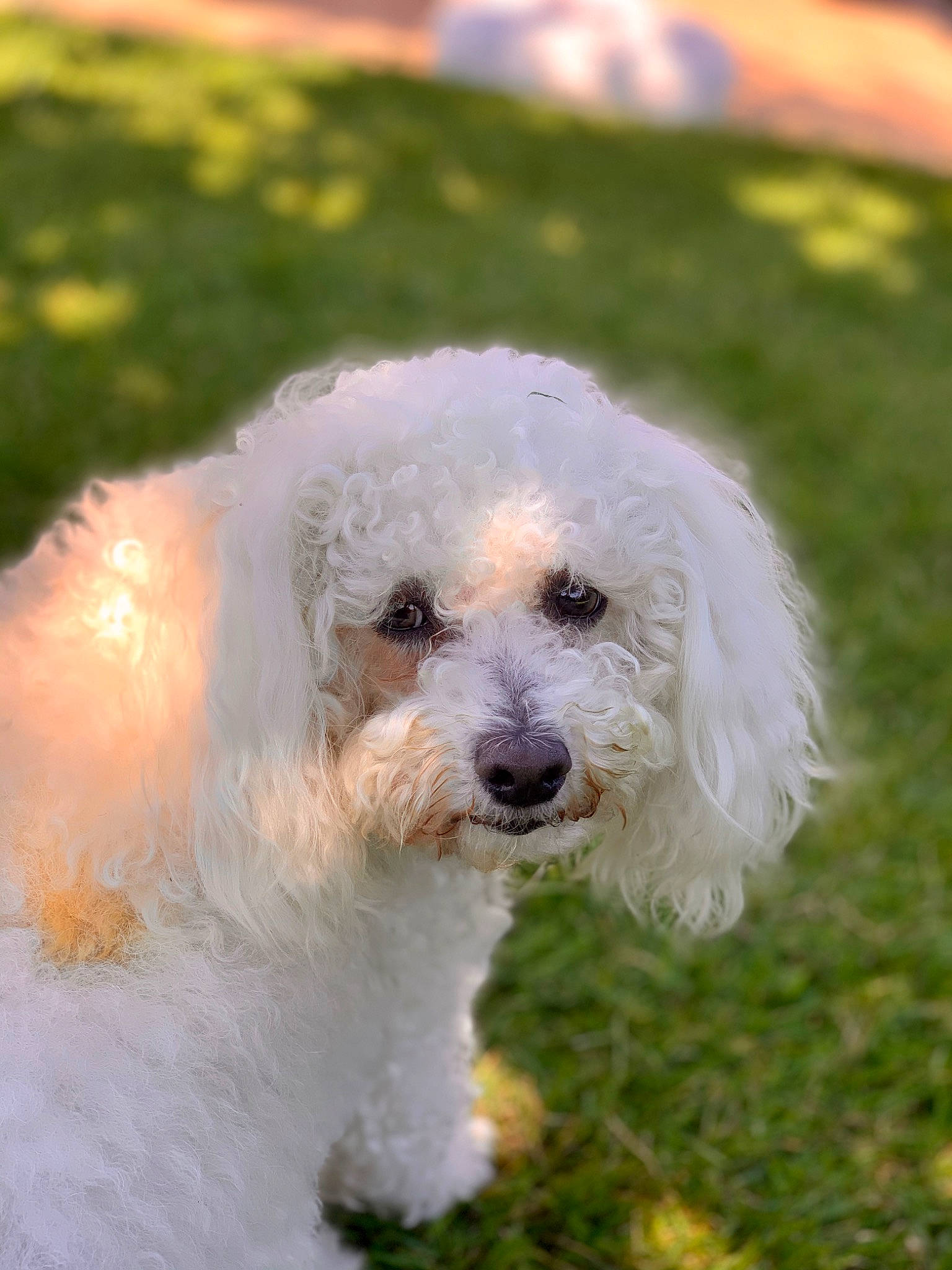 Itchy participe au concours pour gagner de l'argent avec cette photo : bichon, bichon_frise, bolognese, bolonka, canidae, carnivore, cockapoo, companion_dog, coton_de_tulear, dog, dog_breed, havanese, maltepoo, maltese, mammal, miniature_poodle, poodle, poodle_crossbreed, toy_poodle, vertebrate