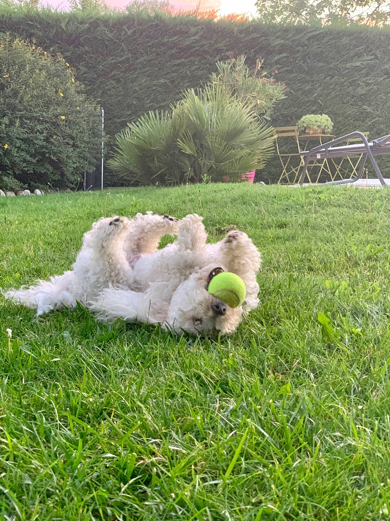 Itchy a rejoint le concours — aidez-le/la à gagner de superbes lots ! canidae, carnivore, companion_dog, dog, dog_breed, golden_retriever, goldendoodle, grass, kuvasz, labradoodle, lagotto_romagnolo, lawn, livestock_guardian_dog, meadow, pasture, polish_tatra_sheepdog, puppy, retriever, sporting_group