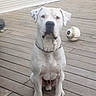 dog, white_dog, sitting, wooden_deck, soccer_ball, outdoor, pet, animal, collar, quiet, calm, daylight, floor, resting, canine, single_dog, pet_animal, leisure, background, front_view