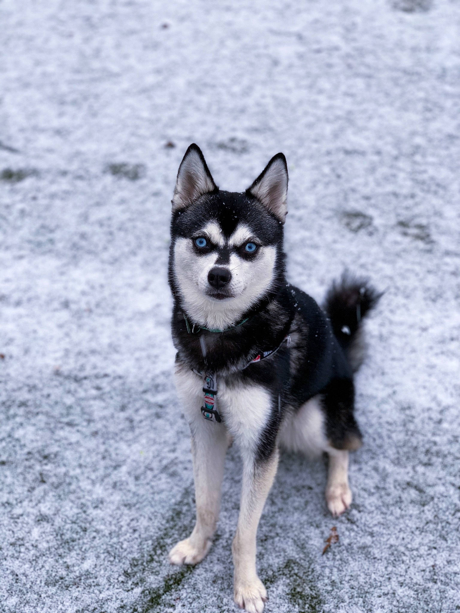Kaya is registered to the contest to win money with this photo: canidae, carnivore, collar, companion_dog, dog, dog_breed, dog_supply, fur, lapponian_herder, mammal, sled_dog, snapshot, snout, sporting_group, tail, vertebrate, working_animal, working_dog