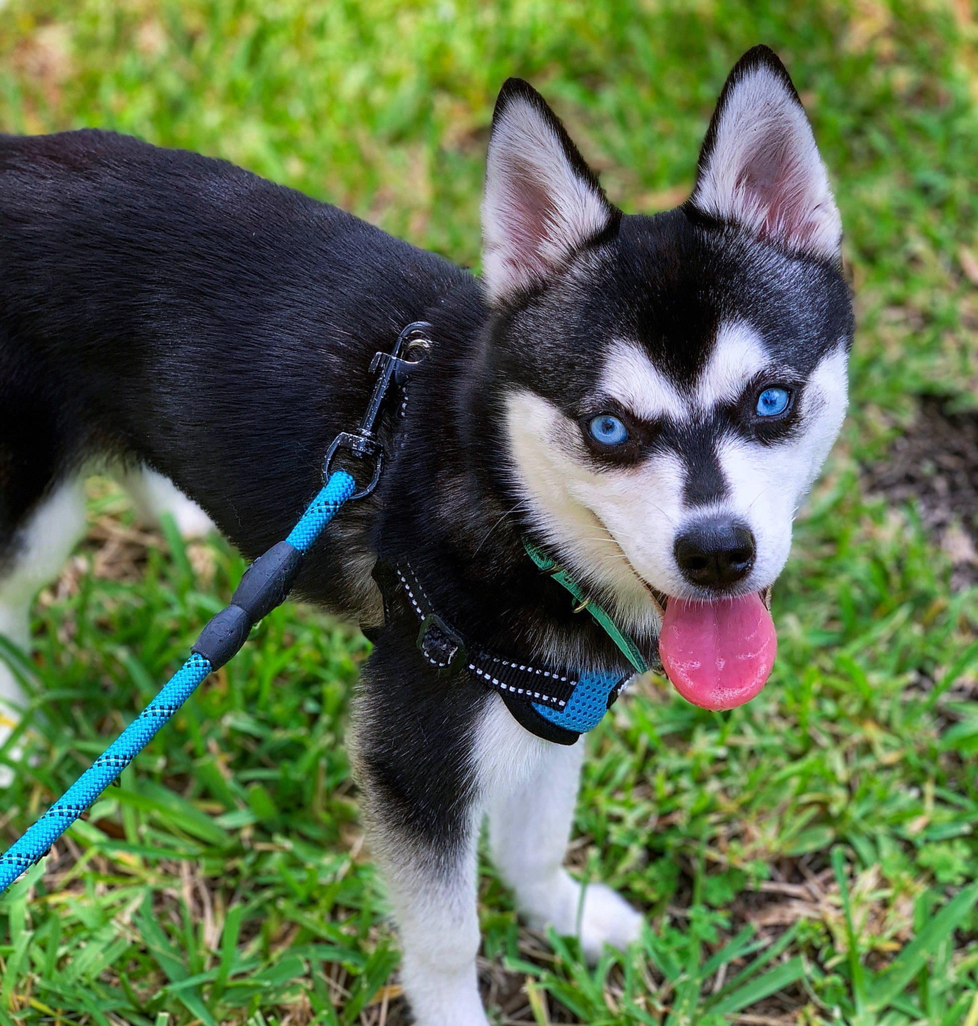 Kaya joined the competition — help win amazing prizes! canidae, carnivore, collar, dog, dog_breed, dog_collar, dog_supply, leash, pet_supply, sled_dog, snout, sporting_group, tail, working_animal