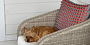 Mimi joined the competition — help win amazing prizes! dog, wicker_chair, cushion, decorative_pillow, porch, pet, small_dog, relaxing, indoor, furniture, white_wall, patterned_pillow, cozy, resting, brown_dog, home, seat, quiet, calm, cute