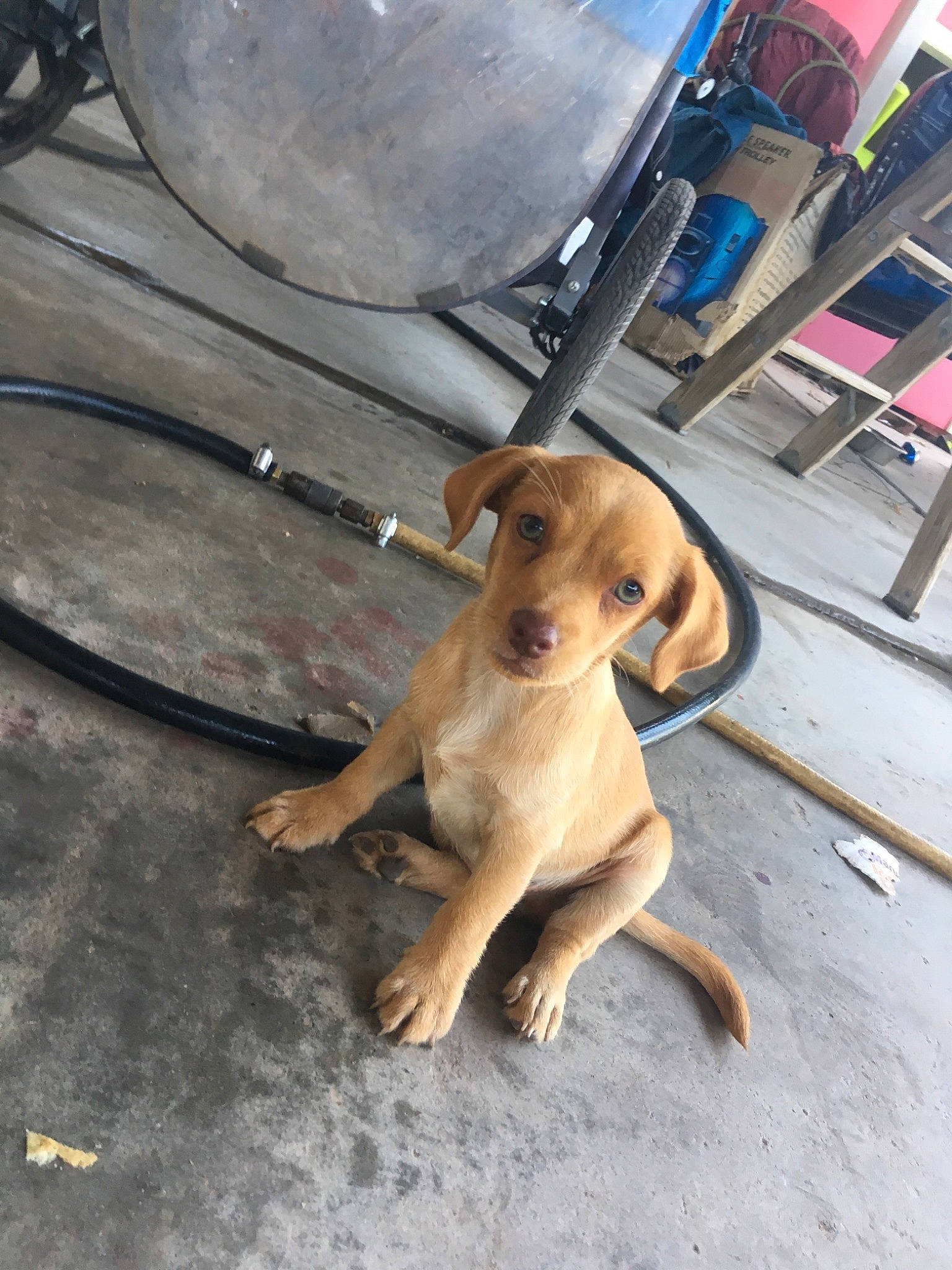 Max Ruelas is registered to the contest to win money with this photo: canidae, carnivore, dog, dog_breed, fawn, mammal, rare_breed_dog, rhodesian_ridgeback, snout, sporting_group, street_dog, vizsla, working_dog