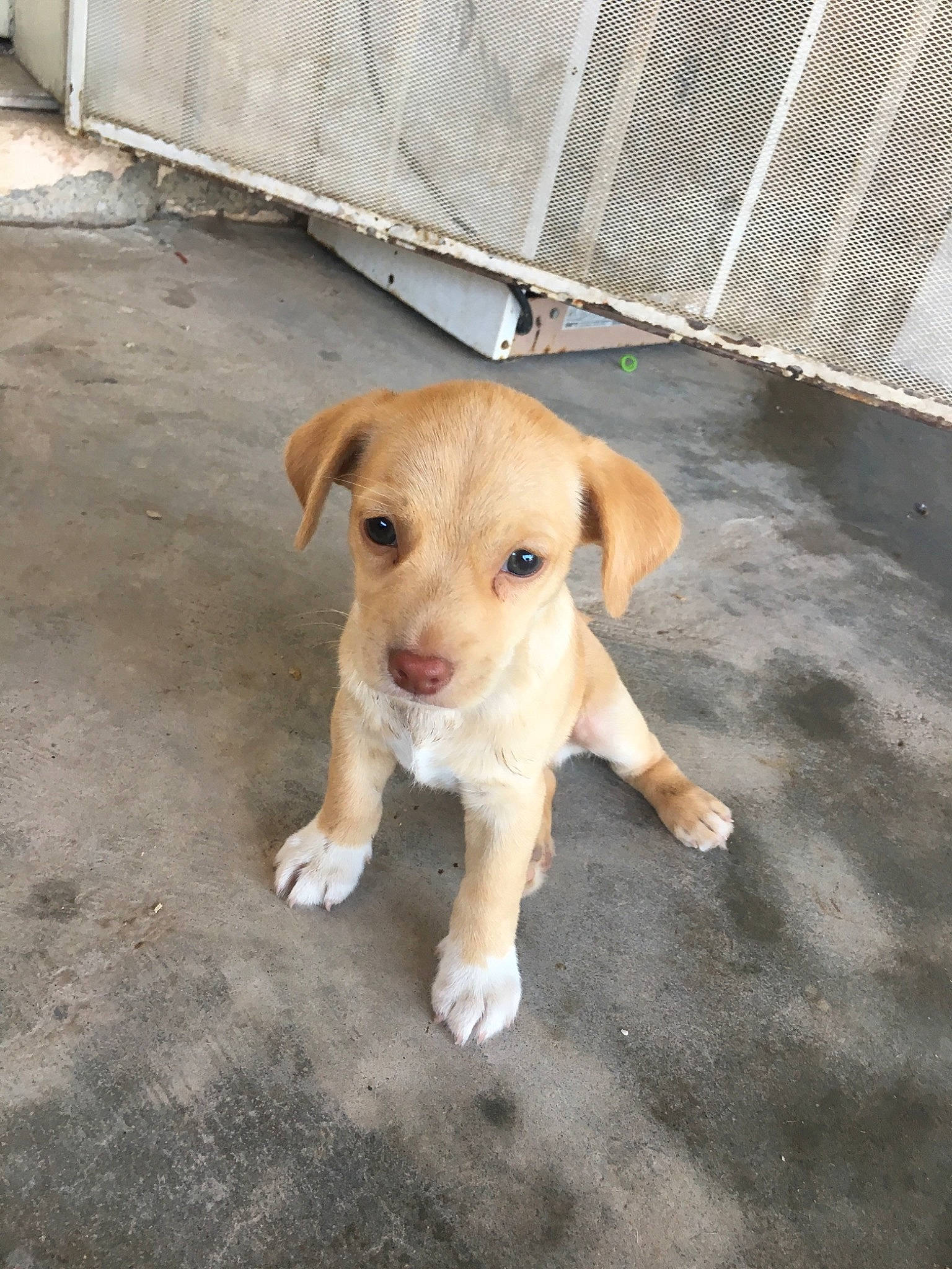 Sparky Ruelas joined the competition — help win amazing prizes! aspin, beagador, beagle, canidae, carnivore, companion_dog, dog, dog_breed, fawn, mammal, potcake_dog, puppy, rare_breed_dog, snout, sporting_group, street_dog, tail, vertebrate