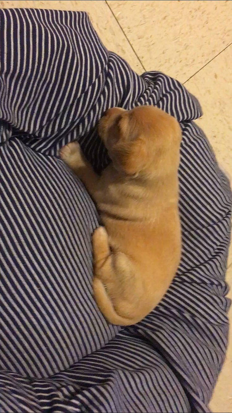 Sparky Ruelas is registered to the contest to win money with this photo: canidae, carnivore, dog, dog_breed, fawn, non_sporting_group, pug, puppy, shar_pei, sporting_group