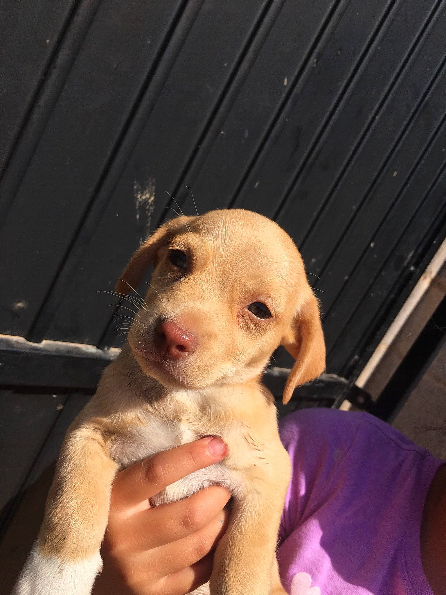 Sparky Ruelas is registered to the contest to win money with this photo: beagador, canidae, carnivore, dog, dog_breed, fawn, labrador_retriever, mammal, nose, puppy, puppy_love, retriever, snout, sporting_group, vertebrate