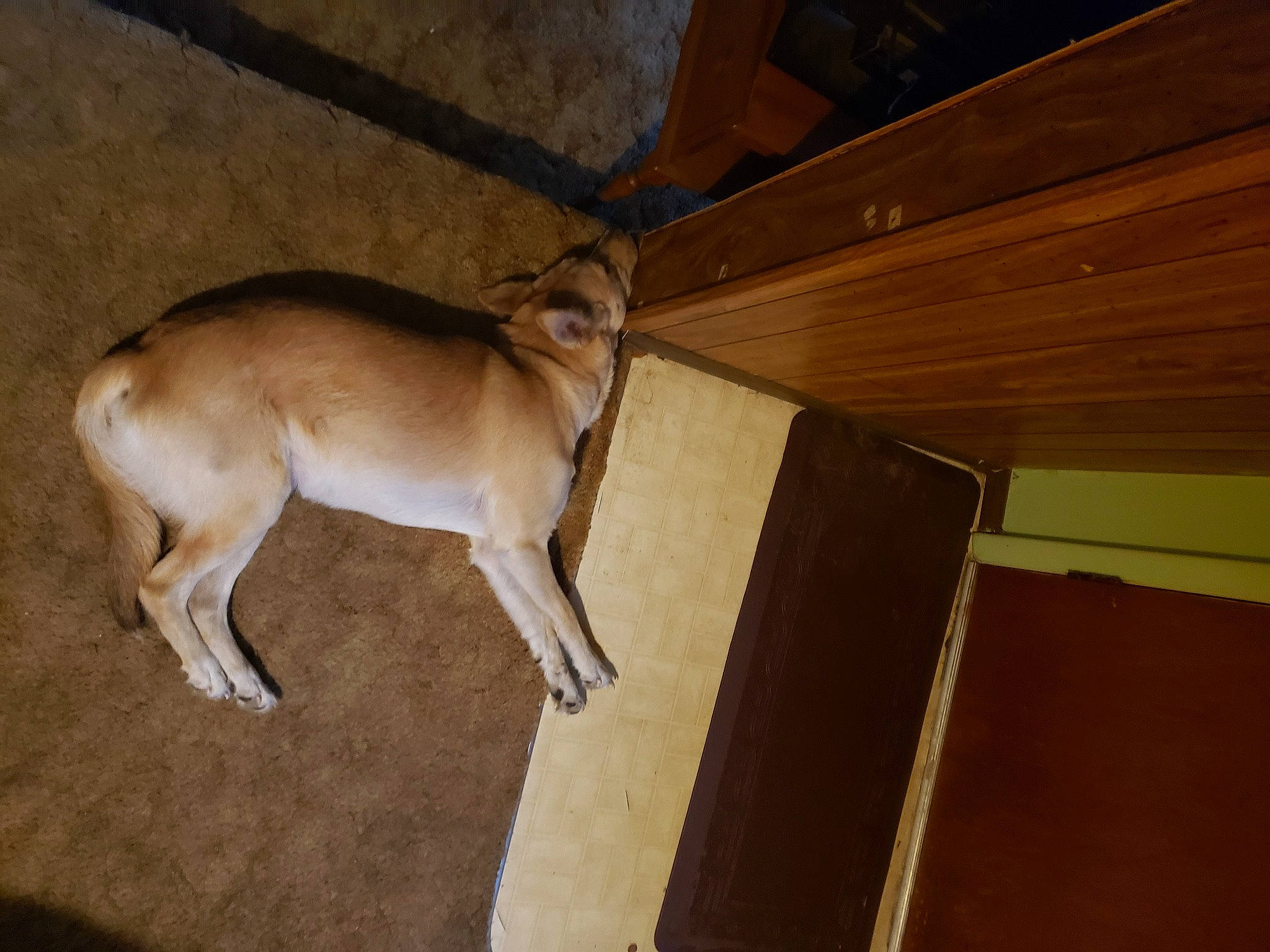 Connie is registered to the contest to win money with this photo: antelope, beige, brown, deer, fawn, goat_antelope, liver, plywood, snout, tan, terrestrial_animal, varnish, wood_stain