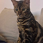 Mel Castello participe au concours pour gagner de l'argent avec cette photo : cat, bengal_cat, pet, animal, feline, striped_fur, spotted_fur, green_eyes, sitting, couch, indoor, fur_pattern, whiskers, ears, cute, domestic_cat, closeup, portrait, attention, living_room