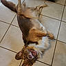 Ralph joined the competition — help win amazing prizes! dog, canine, pet, lying_down, floor, tile_floor, happy, playful, ears, fur, brown_fur, white_fur, indoor, mouth_open, tongue, paw, belly_up, smiling, animal, domestic_animal