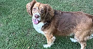 Ralph is registered to the contest to win money with this photo: dog, grass, outdoor, pet, canine, brown, white, happy, tongue_out, ears, animal, lawn, nature, friendly, mammal, walking, daylight, playful, cute, smiling