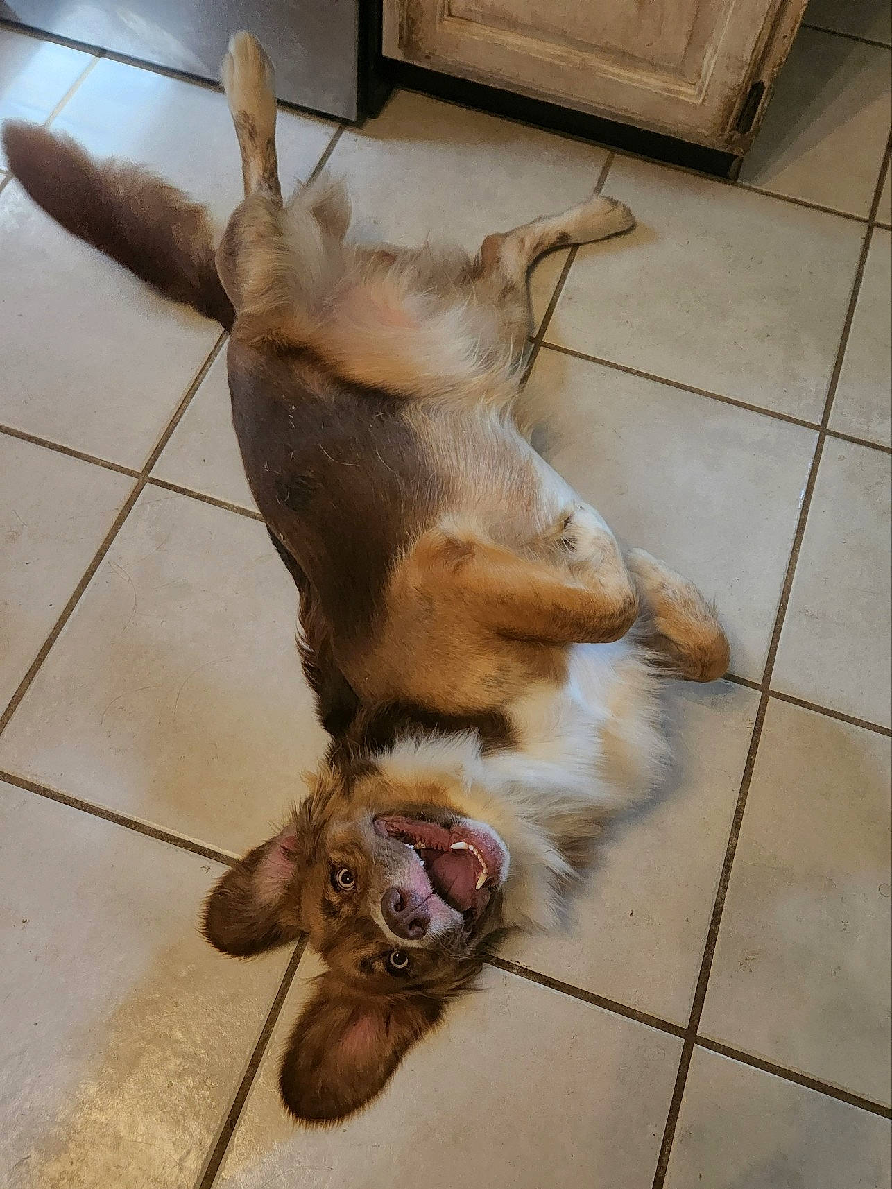 Ralph joined the competition — help win amazing prizes! animal, brown_fur, canine, dog, domestic_animal, ears, floor, four_legs, fur, happy, indoor, looking_up, lying_down, pet, playful, relaxed, smiling, tail, tile_floor, white_fur