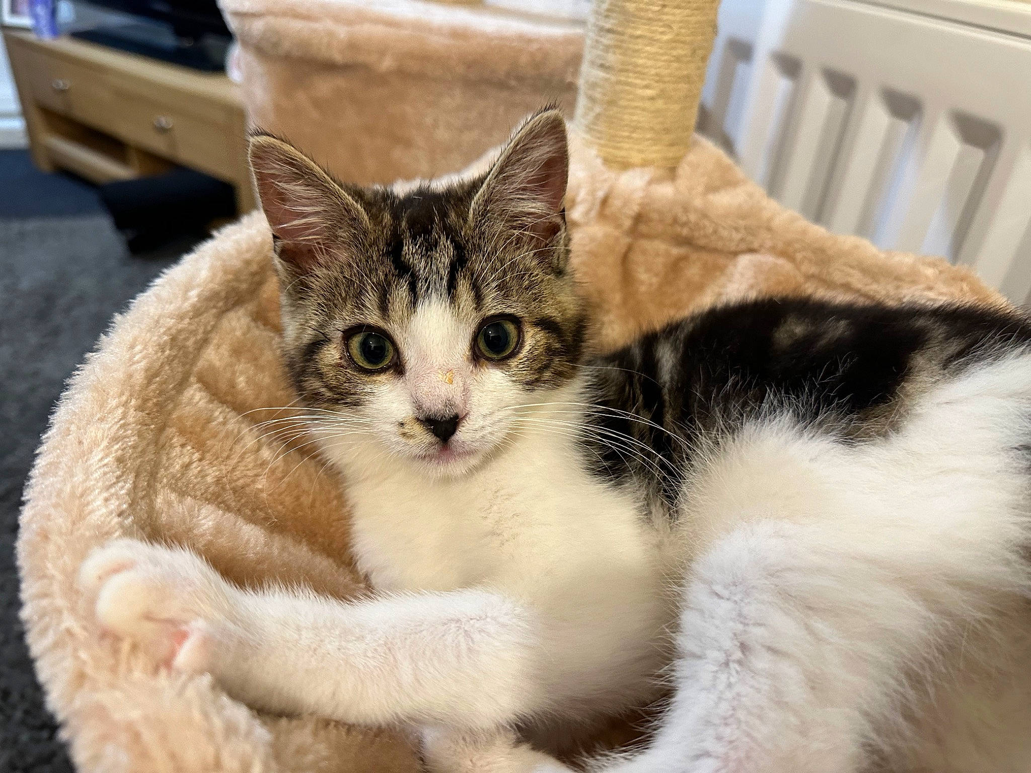 Joey joined the competition — help win amazing prizes! box, carnivore, cat, cat_supply, chair, claw, comfort, domestic_short_haired_cat, felidae, fur, paw, pet_supply, small_to_medium_sized_cats, snout, tail, tire, wheel, whiskers, window