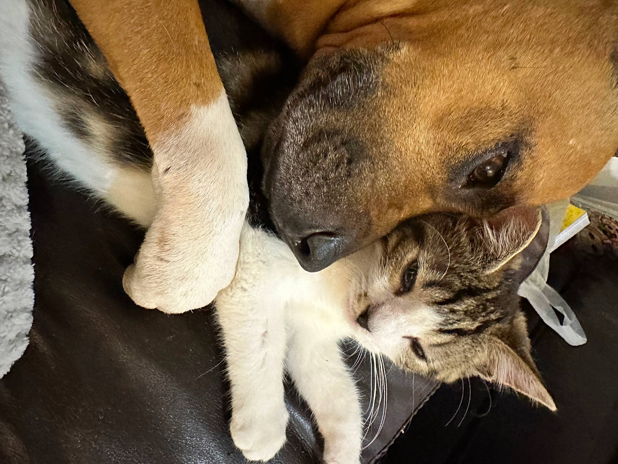 Joey joined the competition — help win amazing prizes! canidae, carnivore, cat, claw, close_up, comfort, companion_dog, dog_breed, domestic_short_haired_cat, fawn, felidae, fur, nap, paw, puppy, small_to_medium_sized_cats, snout, terrestrial_animal, whiskers, wildlife